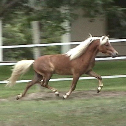 2009 World Champion AOTE Single Pleasure Driving HCM WAR PAINTS FEELIN' GROOVY Owned by Kim Locke